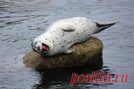 Прикольные снимки с братьями нашими меньшими | ПИТОМЦЫ