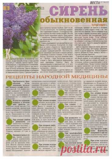 Сирень обыкновенная - лечебные свойства