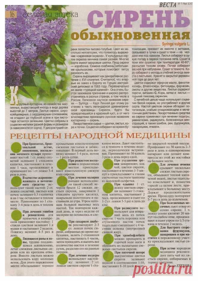 Сирень обыкновенная - лечебные свойства