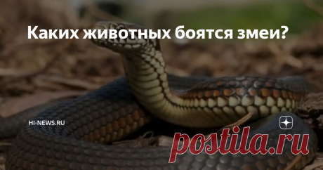 Каких животных боятся змеи? На данный момент ученым известно около 3 400 разновидностей змей, причем 600 из них — ядовитые. Многие люди боятся этих холодных, скользких и потенциально опасных созданий, считая, что они постоянно хотят напасть. На самом же деле, в большинстве случаев, змеи хотят оставаться незамеченными и у них есть огромное количество естественных врагов в природе.