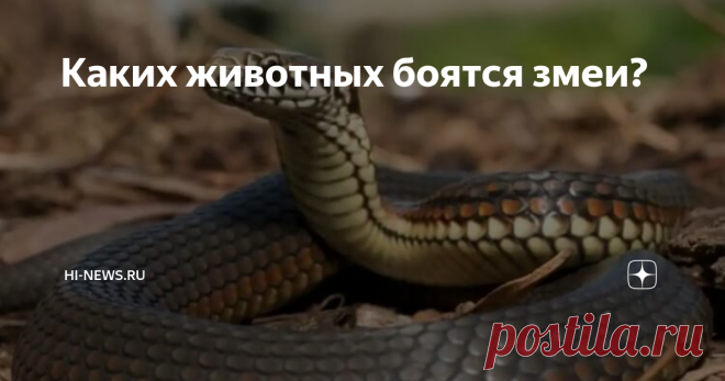 Каких животных боятся змеи? На данный момент ученым известно около 3 400 разновидностей змей, причем 600 из них — ядовитые. Многие люди боятся этих холодных, скользких и потенциально опасных созданий, считая, что они постоянно хотят напасть. На самом же деле, в большинстве случаев, змеи хотят оставаться незамеченными и у них есть огромное количество естественных врагов в природе.