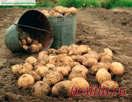 40 клубней картофеля с куста!