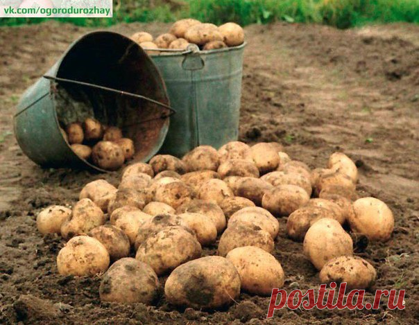 40 клубней картофеля с куста!