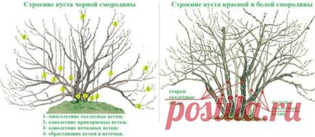 Обрезка смородины весной, в том числе для начинающих, а также основные правила проведения