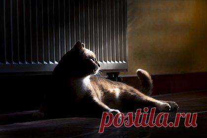 Москвичам рассказали об опасностях новогодней елки для кошек