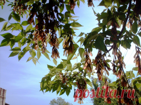 The Seeds Of Ash Against The Sky  Free Stock Photo HD - Public Domain Pictures