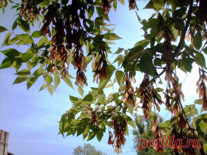 The Seeds Of Ash Against The Sky  Free Stock Photo HD - Public Domain Pictures