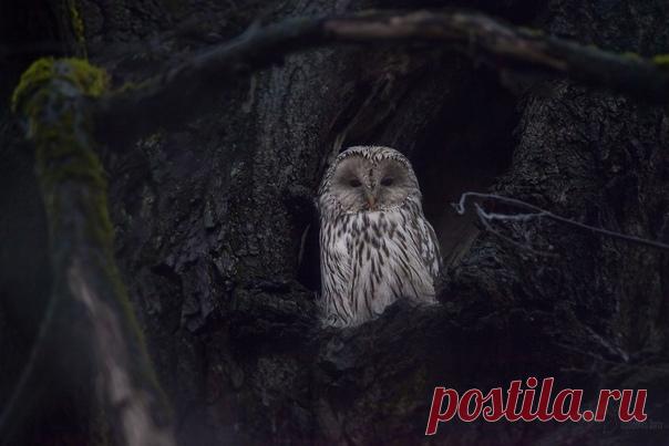 Автор: Дарья Остапенко

Длиннохвостая неясыть
3.11.2019 г.