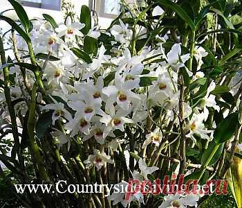 Дендробиум, орхидея. Уход в домашних условиях. Dendrobium. Фото