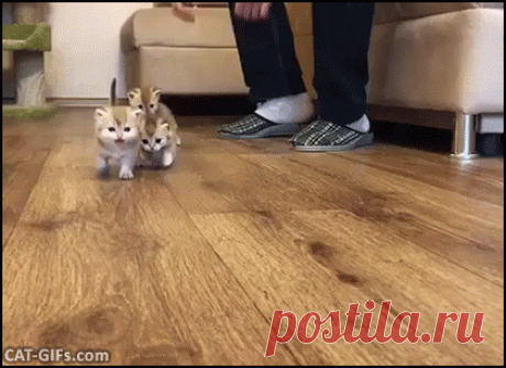 ЖИВЫЕ ФОТОГРАФИИ. AMAZING GIF. – Google+