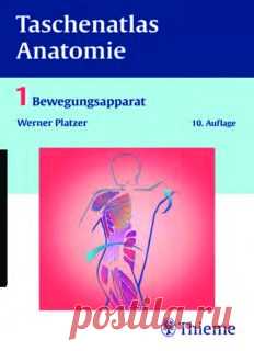 Taschenatlas Anatomie. Bewegungsapparat
