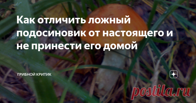 Как отличить ложный подосиновик от настоящего и не принести его домой В преддверии скорого начала грибного сезона, вновь на сайтах и каналах появляются статьи о ложном подосиновике, которым пугают начинающих грибников.  Давайте разберёмся вместе, что подразумевают под ним авторы и почему пишут откровенную ложь.
Вот не люблю я слово 