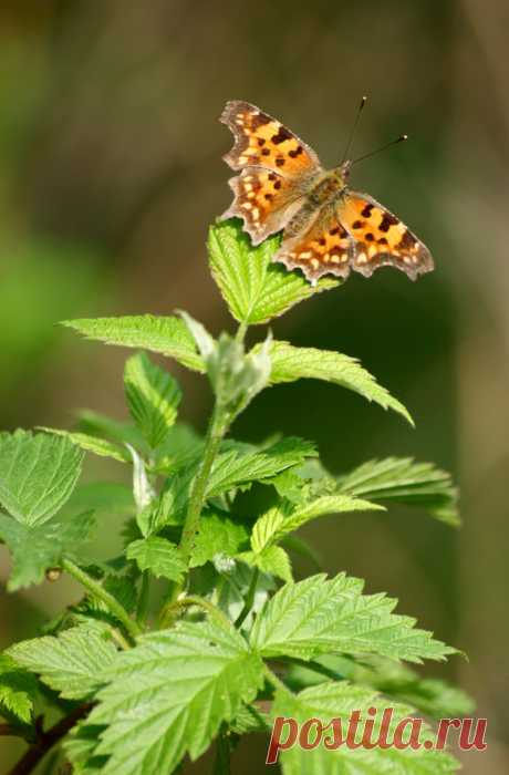 Лето | Фотографии Ксюша Ксюшина | 201 фото