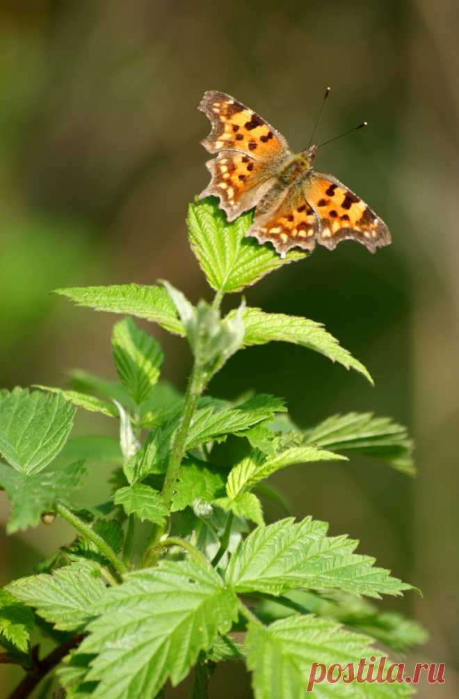 Лето | Фотографии Ксюша Ксюшина | 201 фото