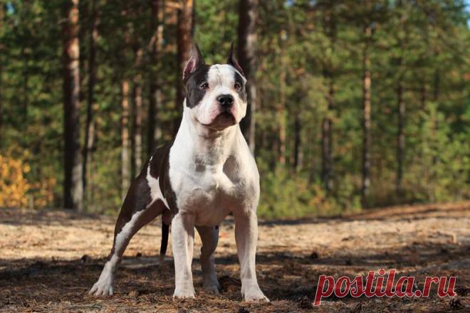 VICTORY WAY BARD OF AVON