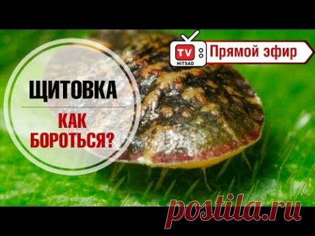 Вредители комнатных растений 🐜 Щитовка  🐜 Как бороться? 🐜 Купон на скидку от hitsad.ru