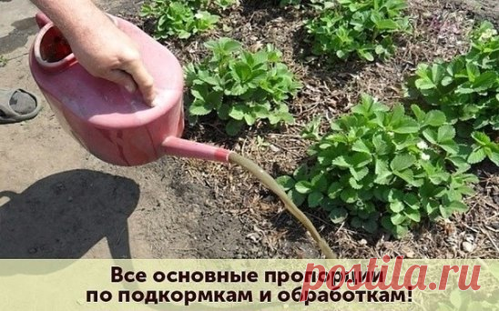 --ОГУРЦЫ 
 
- Опрыскивание 1 литр сыворотки, 20 кап йода на 10 литров воды от всех болезней.  
- Полив для завязей 1 литр молока на ведро воды, под корень.  
 
-- ТОМАТЫ  
 
- Опрыскивание 1 литр сыворотки, 20 кап йода на 10 литров воды.  
- Открытые пузырьки йода в теплице, 1 шт на 2 метра от фитофторы.  
- Опрыскивание от фитофторы фурацилином - 1 таблетка на литр воды.  
- Ведро хвоща, нарвать, накрыть крышкой на 3 дня. Потом залить водой, полить, это кремний и от фитофторы.  
 
-- КАПУСТА