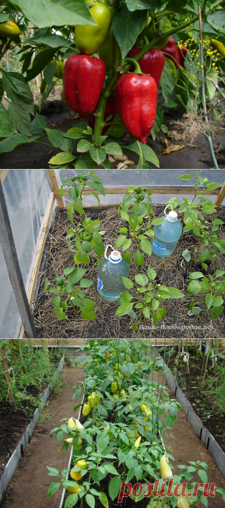 10 ошибок при выращивании перца