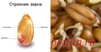 10 самых мощных семян для человека (чтобы забыть, как выглядит больница) Семена, при помощи которых размножаются цветковые растения, содержат в себе зачаток новой жизни и богатый запас питательных веществ (эндосперм), необходимых как будущему растению, так и нашему организму...