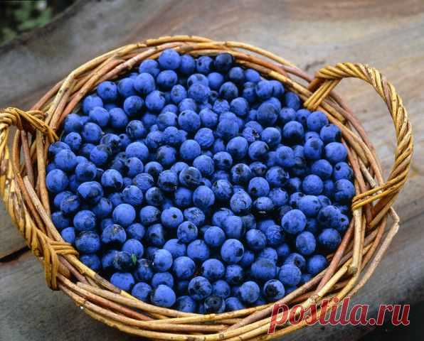 Домашнее вино из терна – лучший рецепт напитка