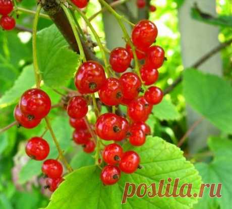 Смородина красная и белая: особенности выращивания и ухода, сорта