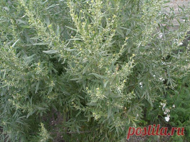 ЗАГОВОРЫ НАРОДНЫЕ ПРИМЕТЫ: ОБЕРЕГИ