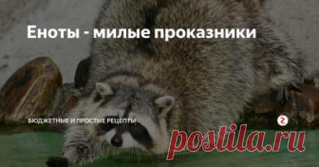 
Еноты - милые проказники
