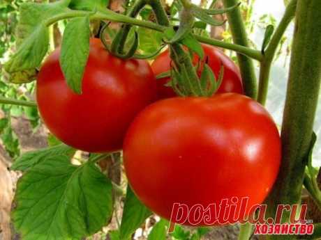 Подкармливаю свои томаты особым раствором