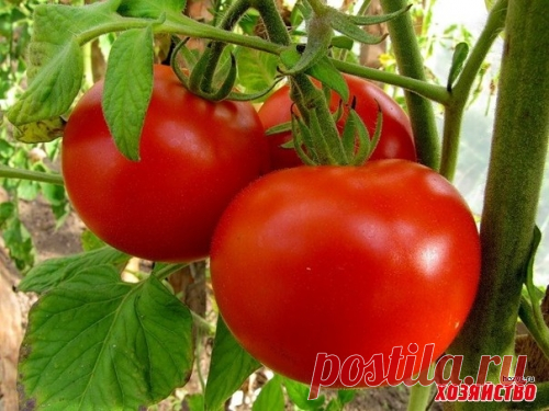 Подкармливаю свои томаты особым раствором