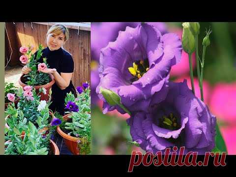 ДВА  ОСНОВНЫХ СПОСОБА ПОСЕВА ЭУСТОМЫ !