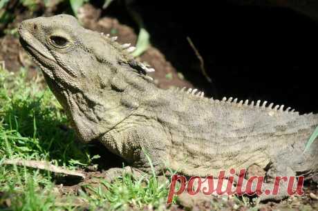 15 животных, которые старше, чем ваши бабушка и дедушка