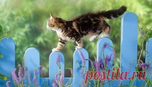 Выйду на улицу,гляну на село
Девки гуляют и мне весело....