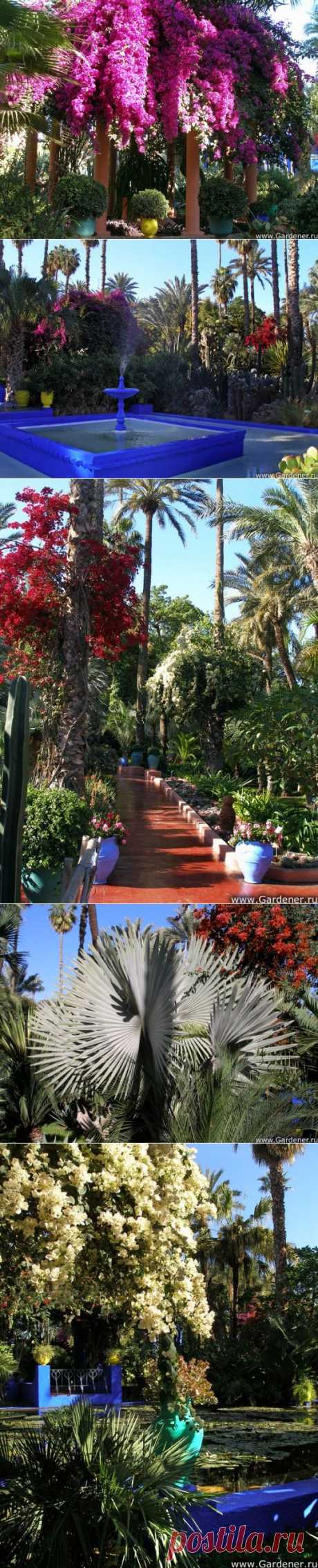 Удивительный Jardin Majorelle (сад Можераль) !
