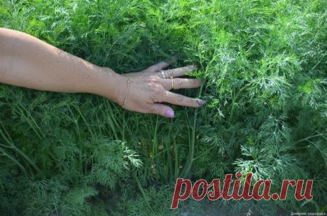 Уникальная подкормка для укропа, которая сделает его душистее и пышнее | Дневник садовода | Яндекс Дзен