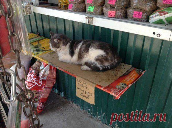 Отличные хохотушки, чтобы поделиться с друзьями! / Писец - приколы интернета