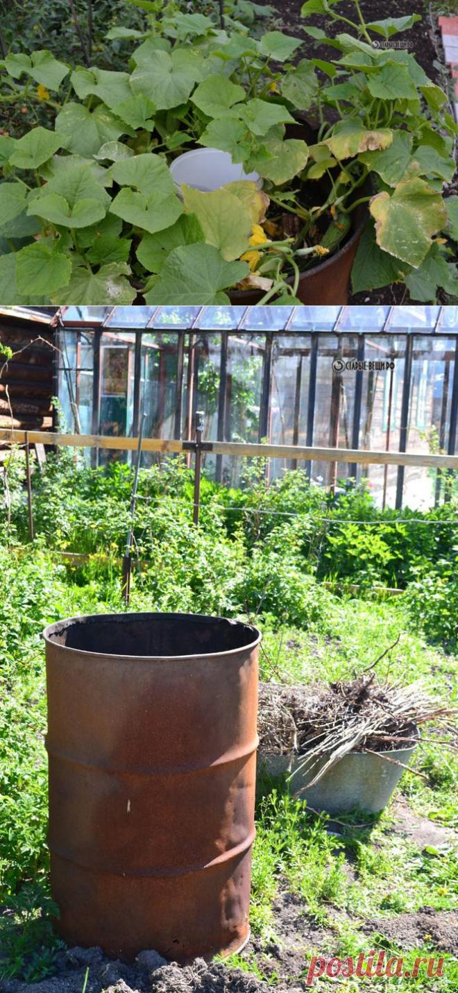 Парник в бочке, чего только наш народ не придумает)))) | ШАГ НАВСТРЕЧУ