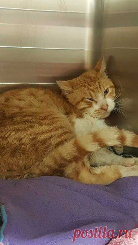 Кот с рулоном от скотча на шее… Что может быть печальнее? К счастью, жизнь Валентина сейчас совсем другая