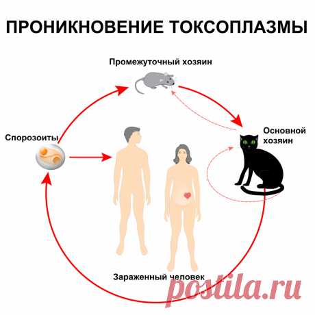 Токсоплазмоз - причины появления, симптомы заболевания, диагностика и способы лечения