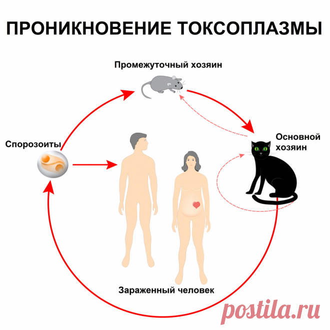 Токсоплазмоз - причины появления, симптомы заболевания, диагностика и способы лечения
