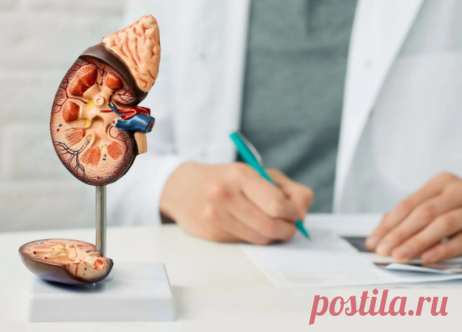 Какие привычки могут вредить почкам: что стоит знать и избегать