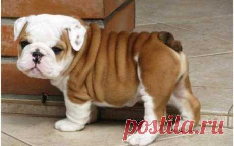 Os 10 cachorros pequenos mais amados e preferidos do Brasil - Curiosidades - iG