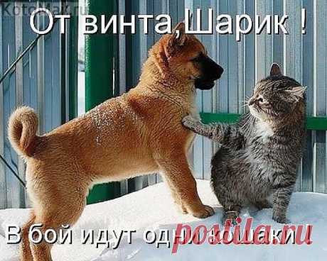 НАПРАСНЫЙ НАВЕТ | KotoMail.ru