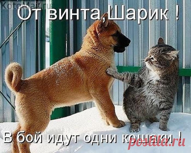 НАПРАСНЫЙ НАВЕТ | KotoMail.ru