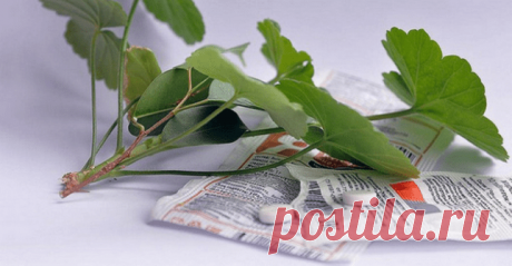 Разведите всего одну таблетку вечером и цветы будут радовать вас весь год! Спасибо, кто додумался до такого! — Полезные советы