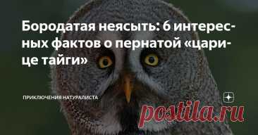Бородатая неясыть: 6 интересных фактов о пернатой «царице тайги» Статья автора «Приключения натуралиста» в Дзене ✍: Величественная неясыть наделена серым маскировочным оперением и размахом крыльев до полутора метров.