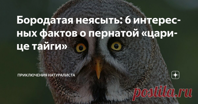 Бородатая неясыть: 6 интересных фактов о пернатой «царице тайги» Статья автора «Приключения натуралиста» в Дзене ✍: Величественная неясыть наделена серым маскировочным оперением и размахом крыльев до полутора метров.