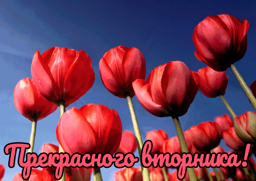 Вторник снова наступил,
Пусть он будет так красив,
Так хорош и интересен,
По-хорошему беспечен!