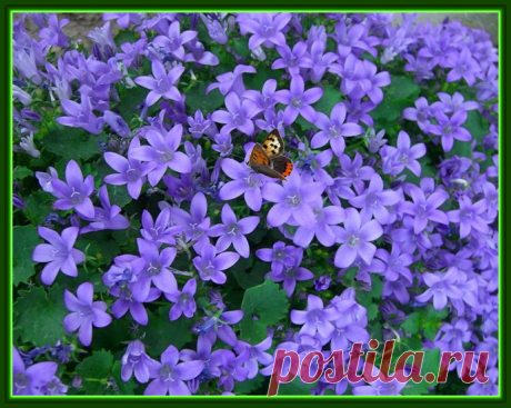 Жених и невеста. Кампанула. Колокольчик - Цветущие растения - Комнатные цветы и растения - Каталог статей - Цветы и растения