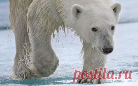 Встреча с белым медведем