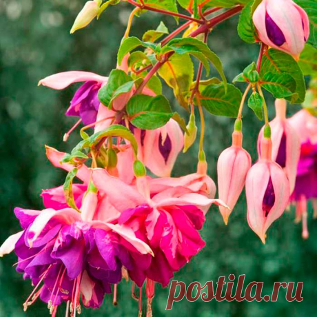 Комнатное растение Фуксия (Fuchsia). Этот небольшой род растений получил свое название в честь немецкого врача и ботаника Л.Фукса (1501-1566). Из-за неприхотливости и простоты размножения фуксия издавна была любимым комнатным растением. Родина этого вечнозеленого кустарникового растения - Центральная и Южная Америка. Там фуксия дает вкусные душистые ягоды. Цветы у фуксии очень интересной формы: с четырехлопастным, отходящим кверху отгибом, висят на тонких цветоножках.